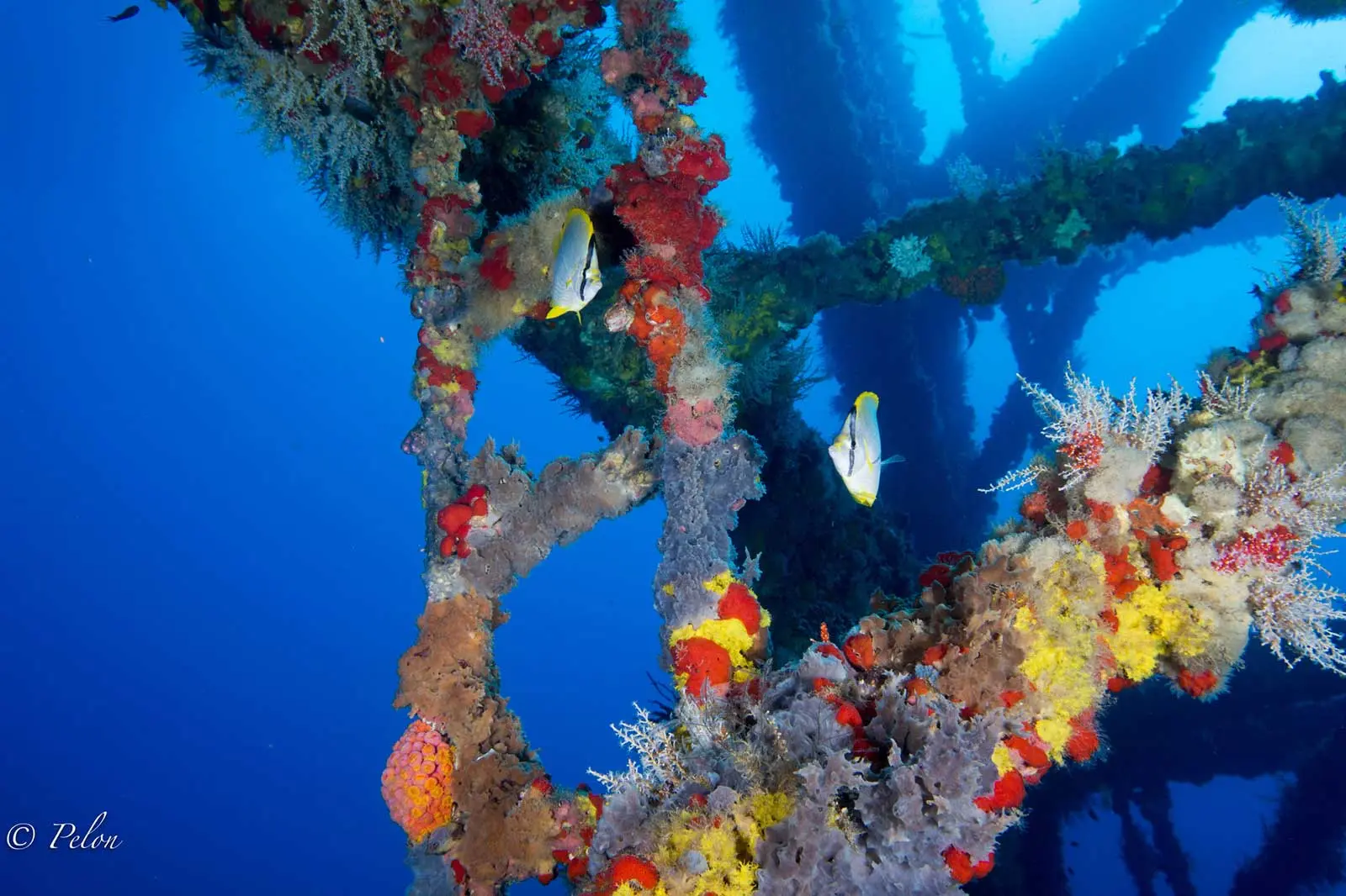 Diver beneath the jack-up rig structure looking up through coral-covered beams