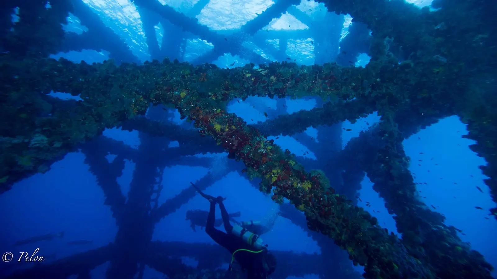 Butterflyfish on the jack-up rig structure with red and yellow coral